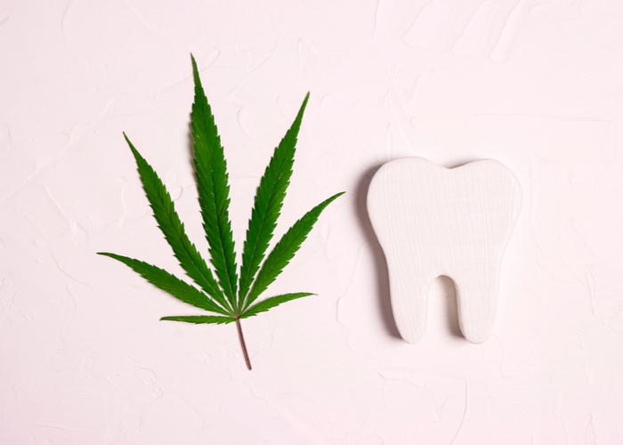 white tooth with a marijuana leaf on white background