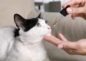 woman giving cbd oil to a cat using a dropper