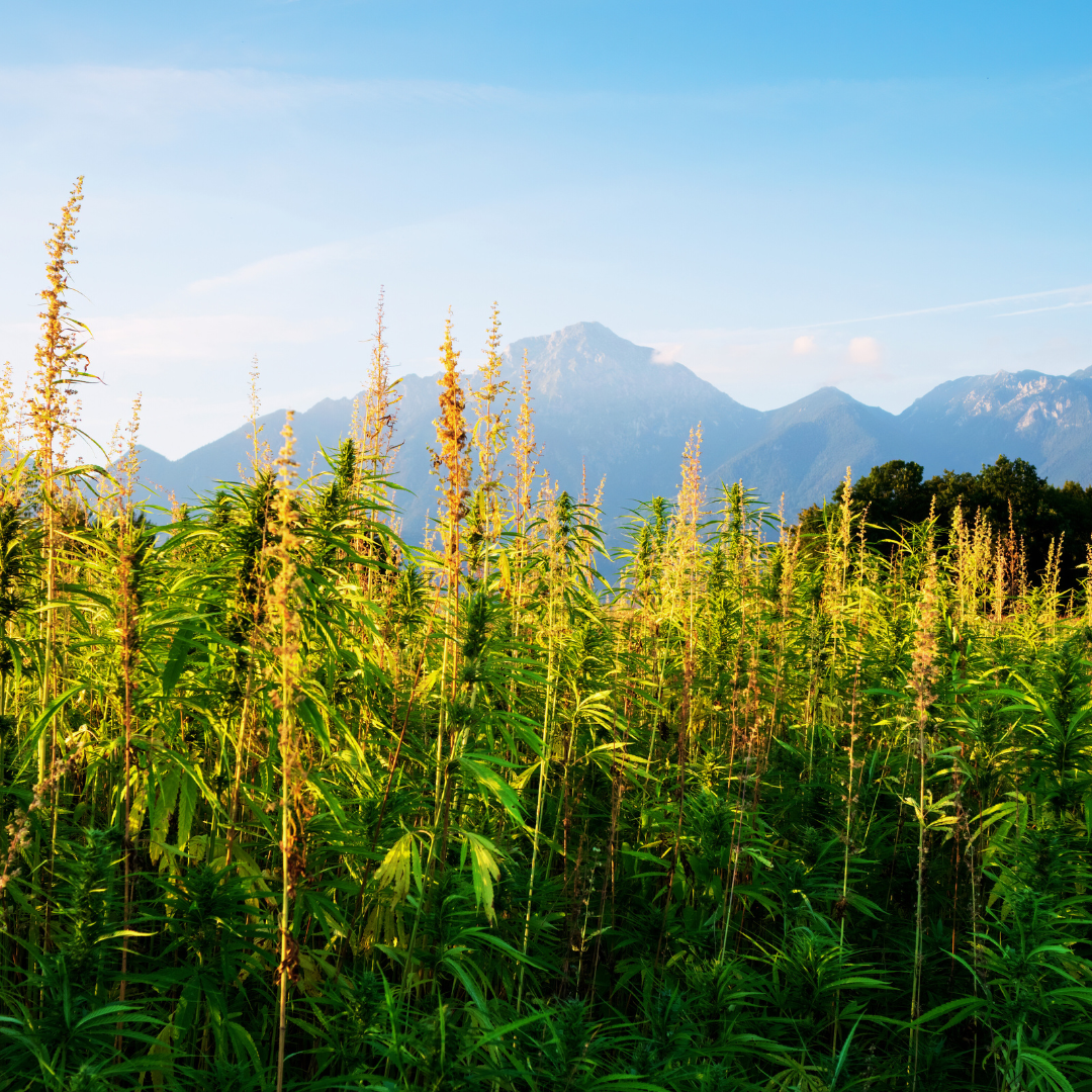 hemp benefits